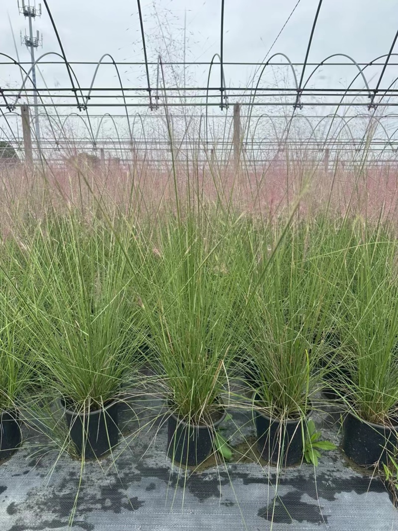 水生植物粉黛乱子草2加伦、3加伦，基地有量，欢迎订购。