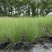 水生植物粉黛乱子草2加伦、3加伦，基地有量，欢迎订购。