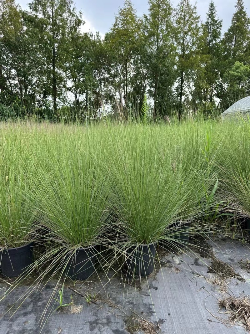 水生植物粉黛乱子草2加伦、3加伦，基地有量，欢迎订购。