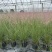 水生植物粉黛乱子草2加伦、3加伦，基地有量，欢迎订购。