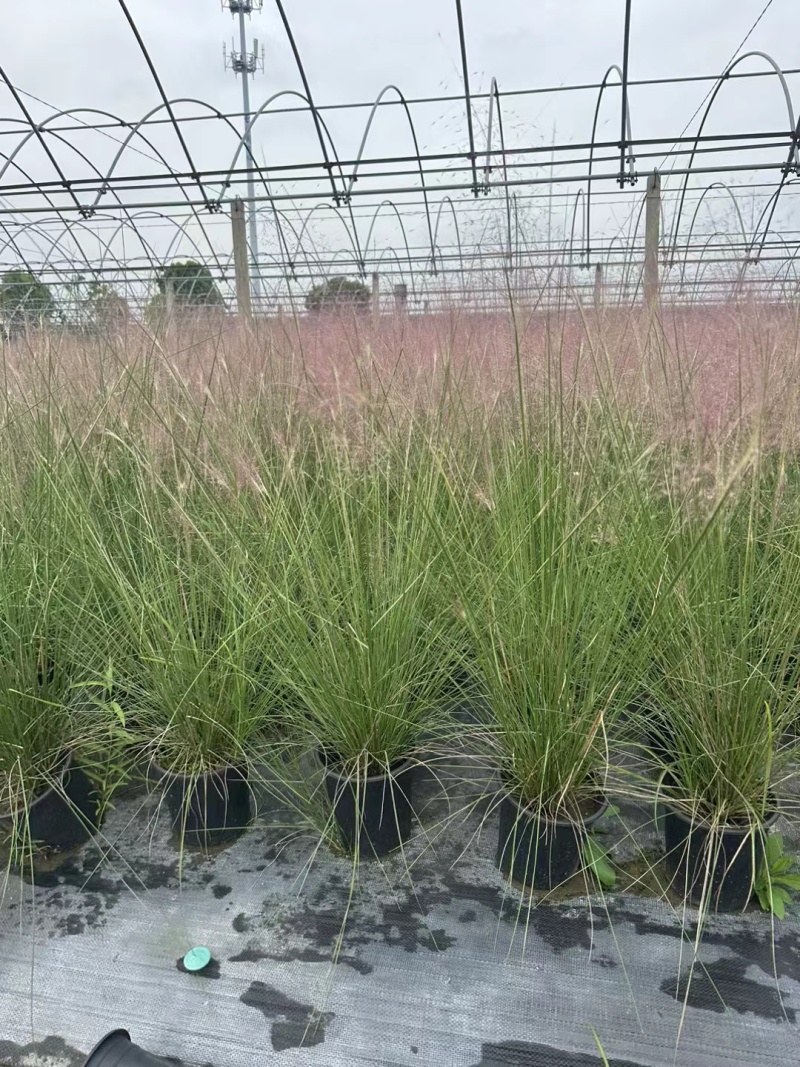 水生植物粉黛乱子草2加伦、3加伦，基地有量，欢迎订购。