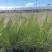 水生植物粉黛乱子草2加伦、3加伦，基地有量，欢迎订购。