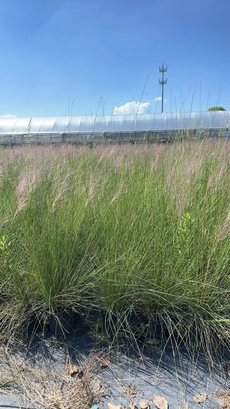 水生植物粉黛乱子草2加伦、3加伦，基地有量，欢迎订购。