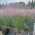 水生植物粉黛乱子草2加伦、3加伦，基地有量，欢迎订购。