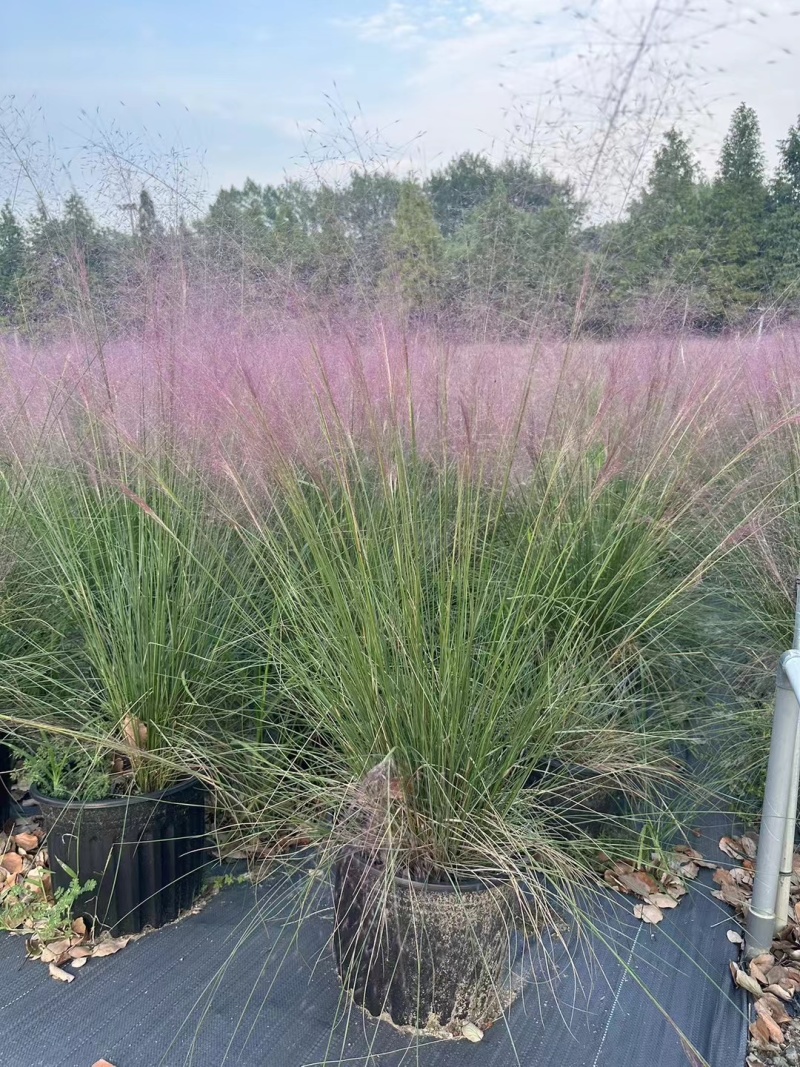 水生植物粉黛乱子草2加伦、3加伦，基地有量，欢迎订购。