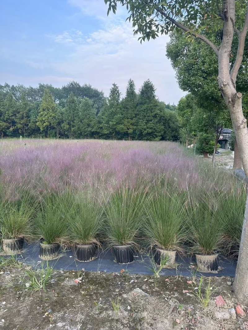 水生植物粉黛乱子草2加伦、3加伦，基地有量，欢迎订购。