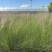 水生植物粉黛乱子草2加伦、3加伦，基地有量，欢迎订购。