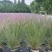 水生植物粉黛乱子草2加伦、3加伦，基地有量，欢迎订购。