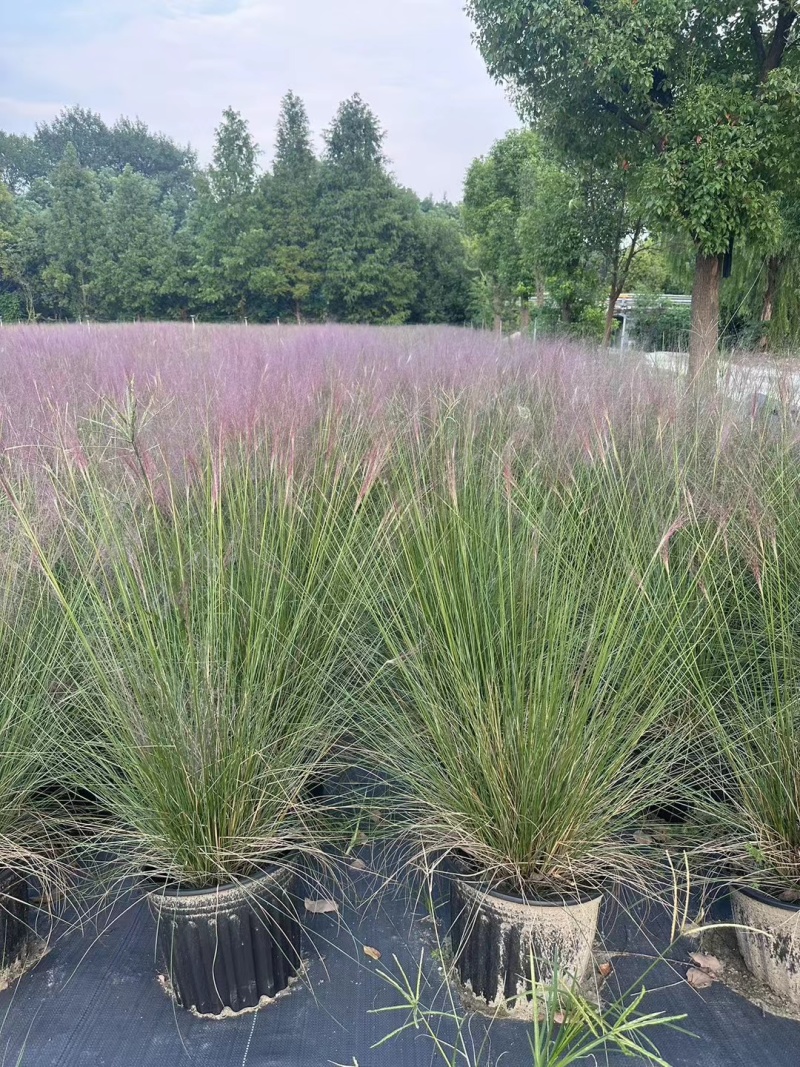 水生植物粉黛乱子草2加伦、3加伦，基地有量，欢迎订购。