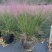 水生植物粉黛乱子草2加伦、3加伦，基地有量，欢迎订购。