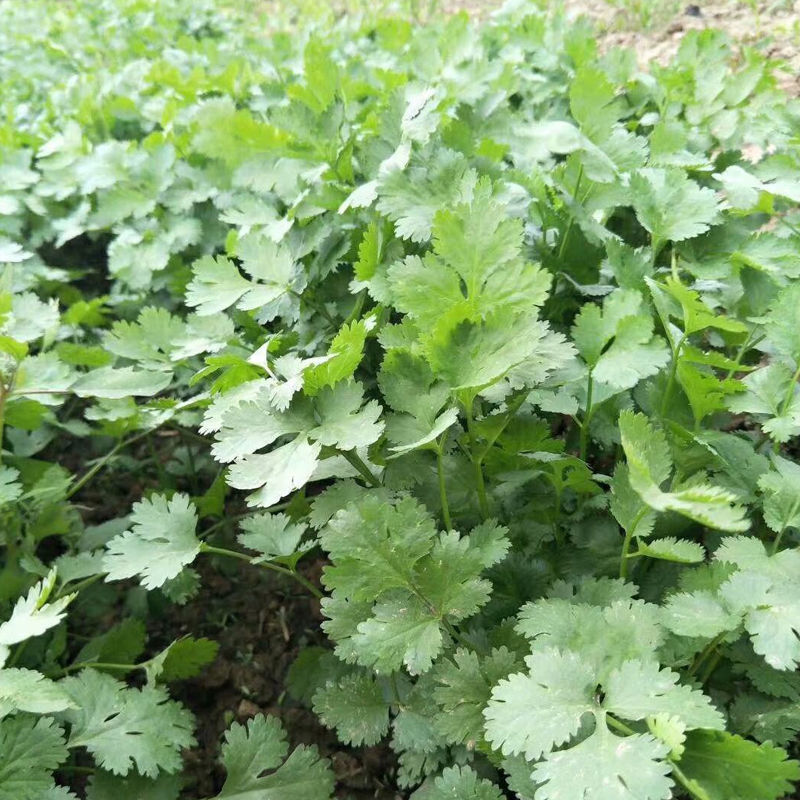 安科纳三天出四季香菜种子大叶芫荽阳台种菜食用蔬菜盆栽种籽