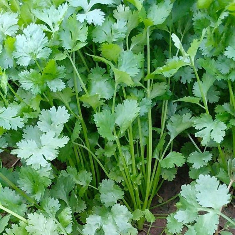 安科纳三天出四季香菜种子大叶芫荽阳台种菜食用蔬菜盆栽种籽