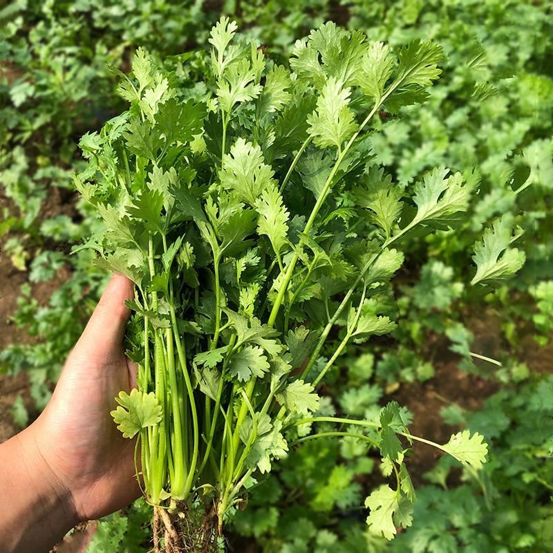 安科纳三天出四季香菜种子大叶芫荽阳台种菜食用蔬菜盆栽种籽