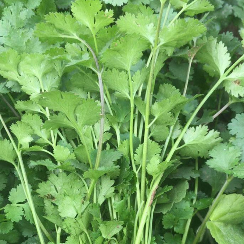 安科纳三天出四季香菜种子大叶芫荽阳台种菜食用蔬菜盆栽种籽