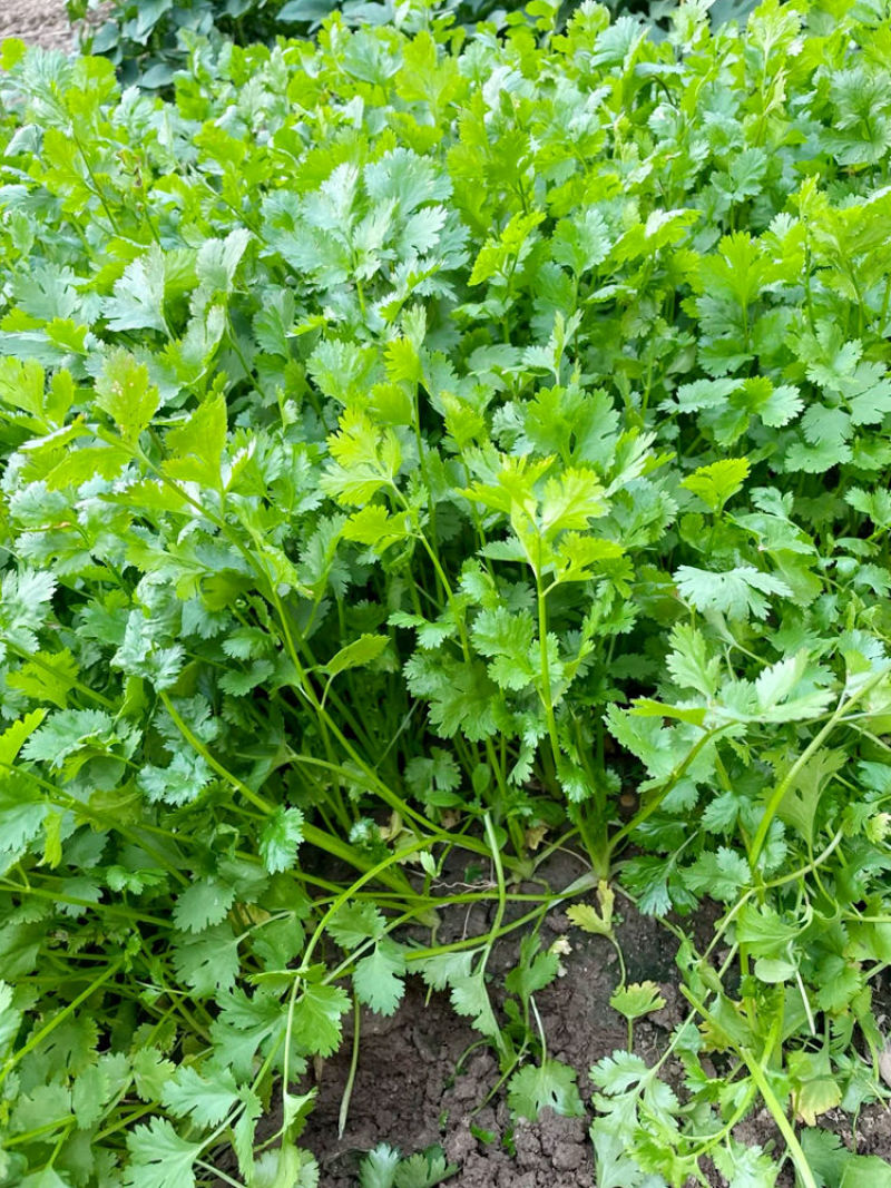 安科纳三天出四季香菜种子大叶芫荽阳台种菜食用蔬菜盆栽种籽