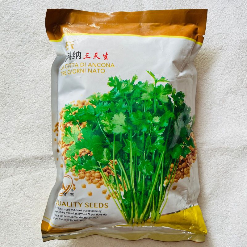安科纳三天出四季香菜种子大叶芫荽阳台种菜食用蔬菜盆栽种籽