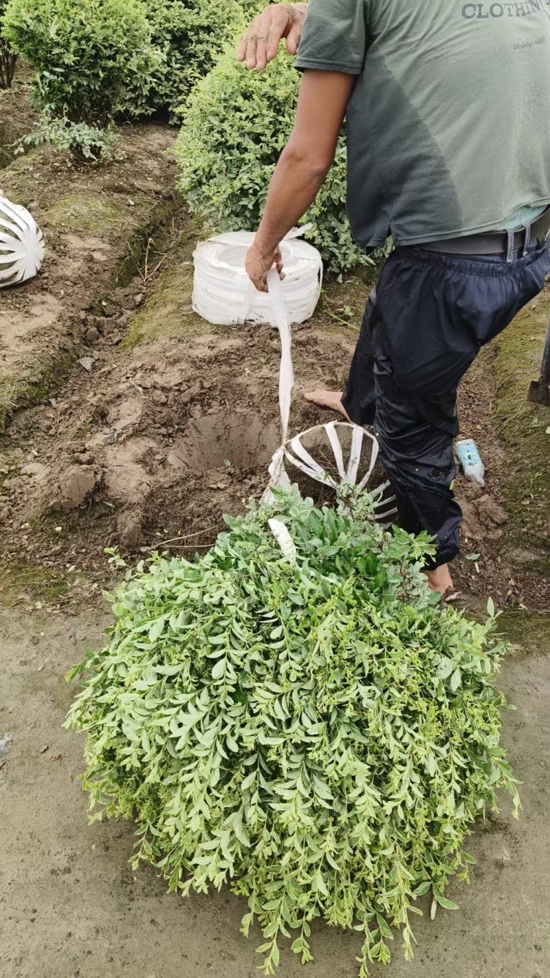 银姬小蜡球冠幅1.2m、1.5m，球形饱满，无病虫，价优