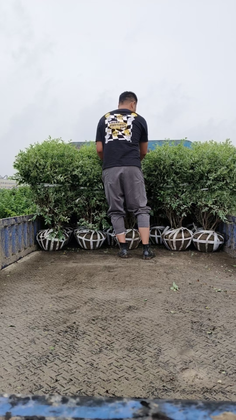银姬小蜡球冠幅1.2m、1.5m，球形饱满，无病虫，价优