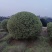 银姬小蜡1.5m、1.8m、2m，基地有量，欢迎来订购。