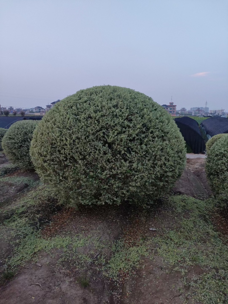银姬小蜡1.5m、1.8m、2m，基地有量，欢迎来订购。