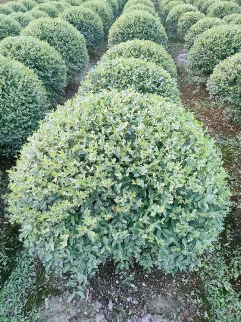 银姬小蜡1.5m、1.8m、2m，基地有量，欢迎来订购。