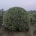 银姬小蜡1.5m、1.8m、2m，基地有量，欢迎来订购。