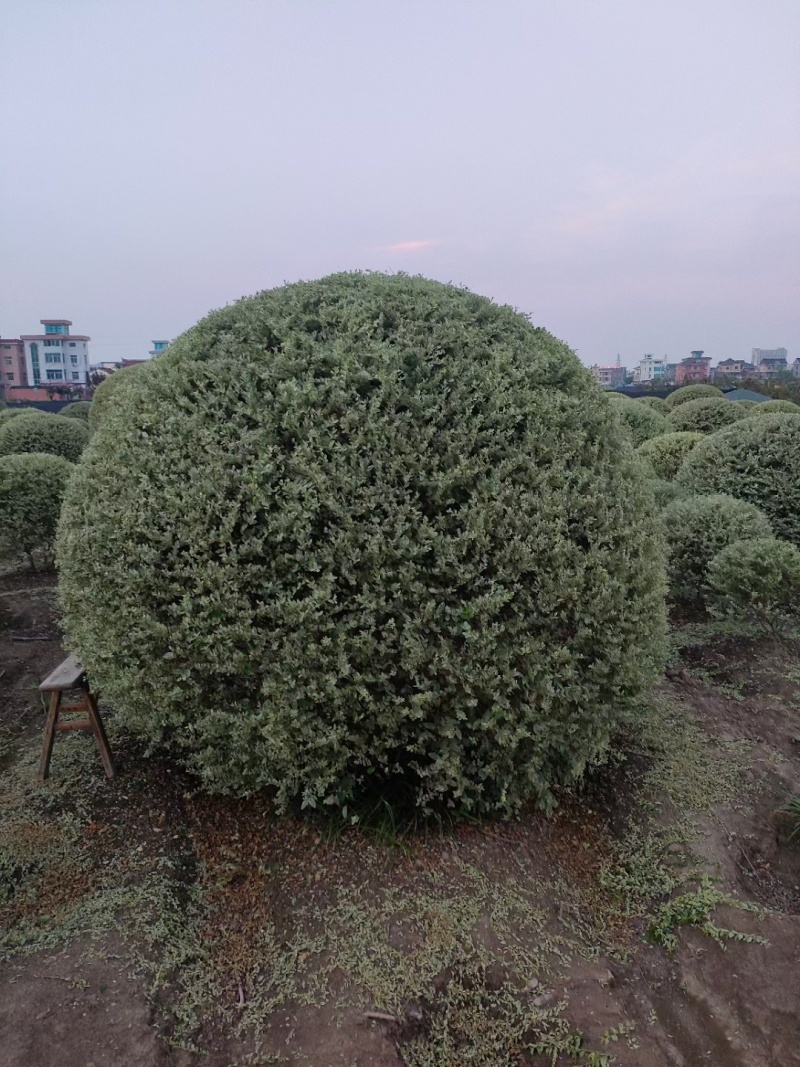 银姬小蜡1.5m、1.8m、2m，基地有量，欢迎来订购。