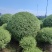 银姬小蜡1.5m、1.8m、2m，基地有量，欢迎来订购。
