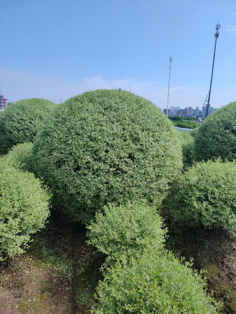 银姬小蜡1.5m、1.8m、2m，基地有量，欢迎来订购。