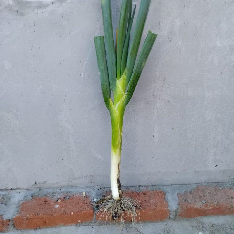 东北铁杆大葱