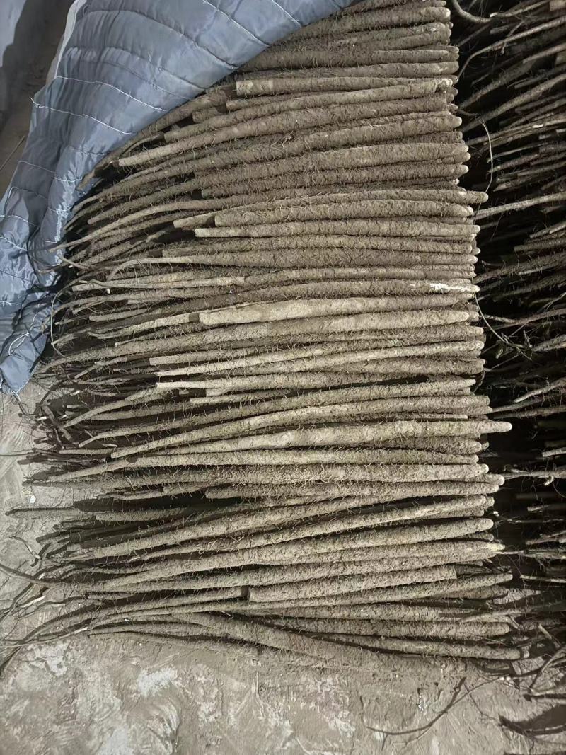 河北山药紫山药紫玉淮山药货源充足量大从优一级货