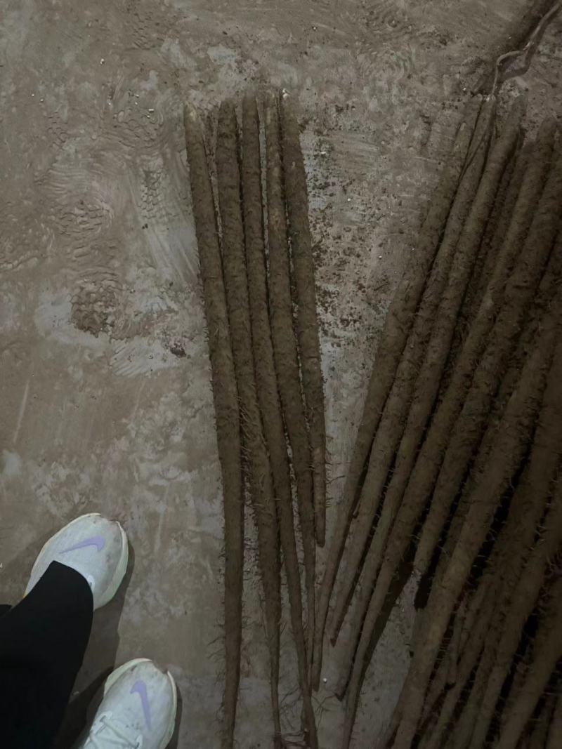 河北山药紫山药紫玉淮山药货源充足量大从优一级货