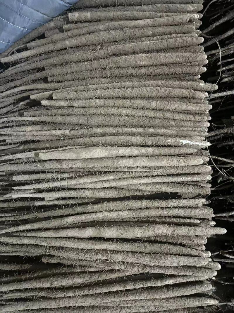 河北山药紫山药紫玉淮山药货源充足量大从优一级货