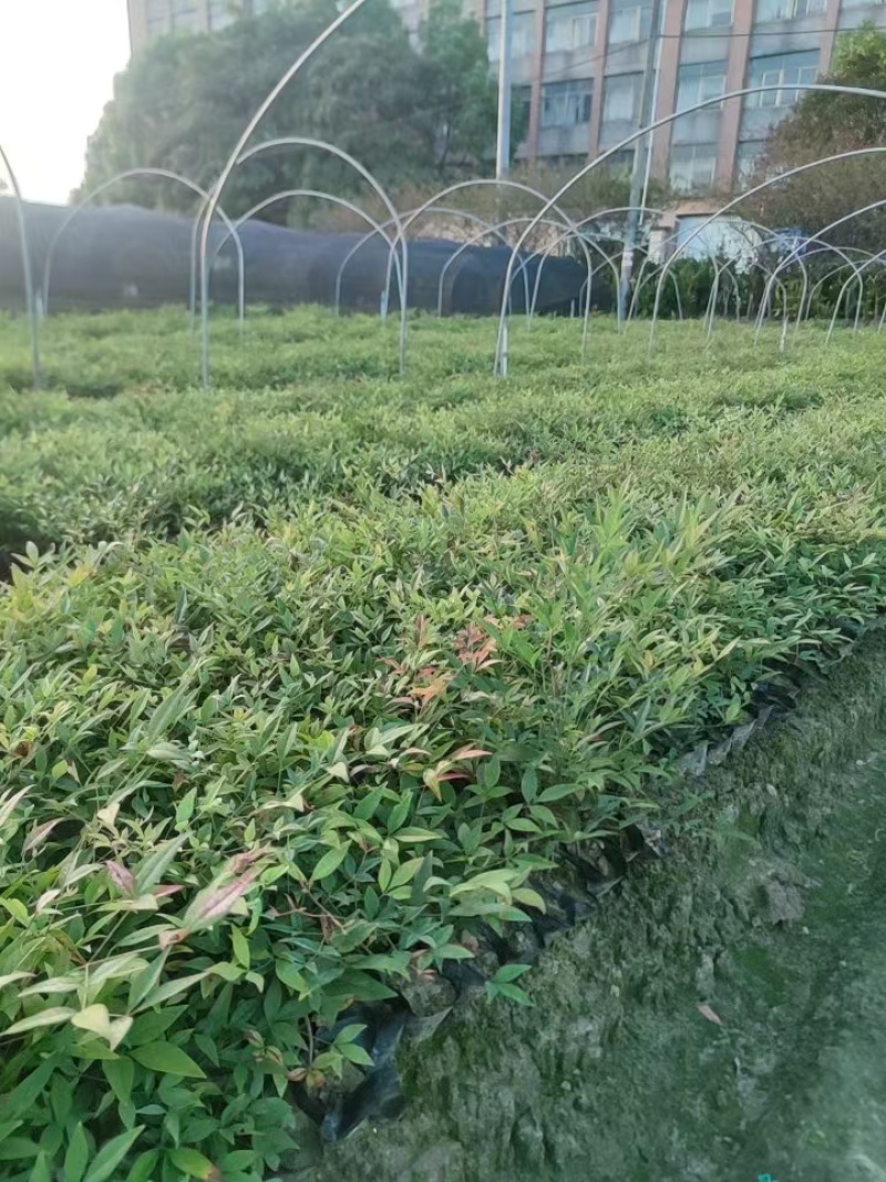 南天竹小杯、大杯基地有量，欢迎来一亩田订购。