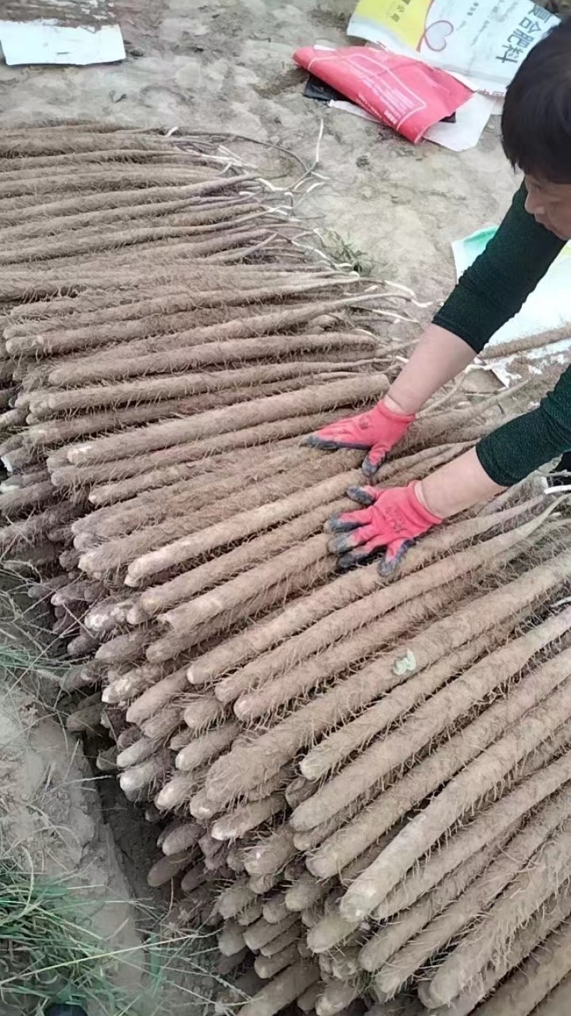 推荐山药河北双棒山药产地直供现挖供全国超市社区团购