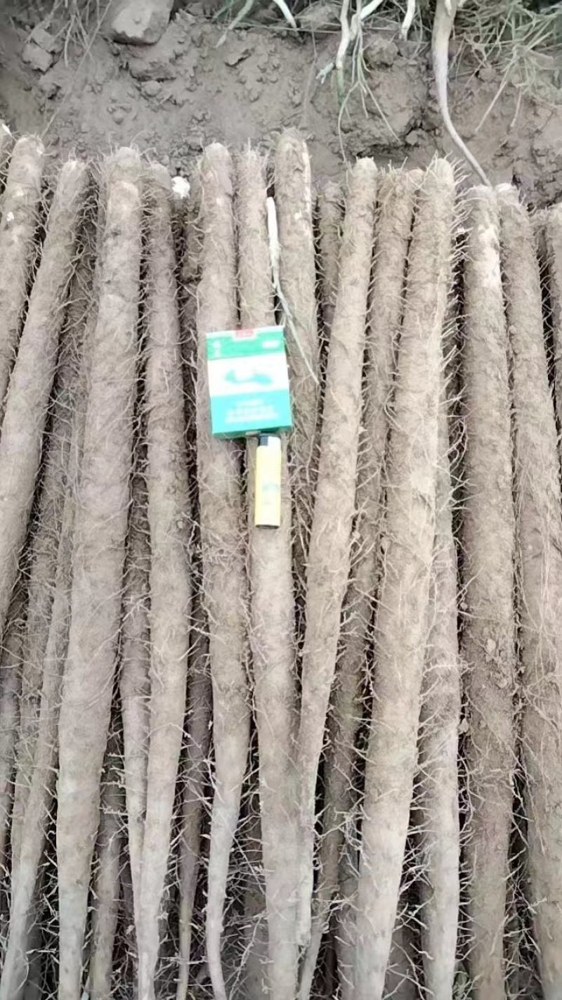 推荐山药河北双棒山药产地直供现挖供全国超市社区团购