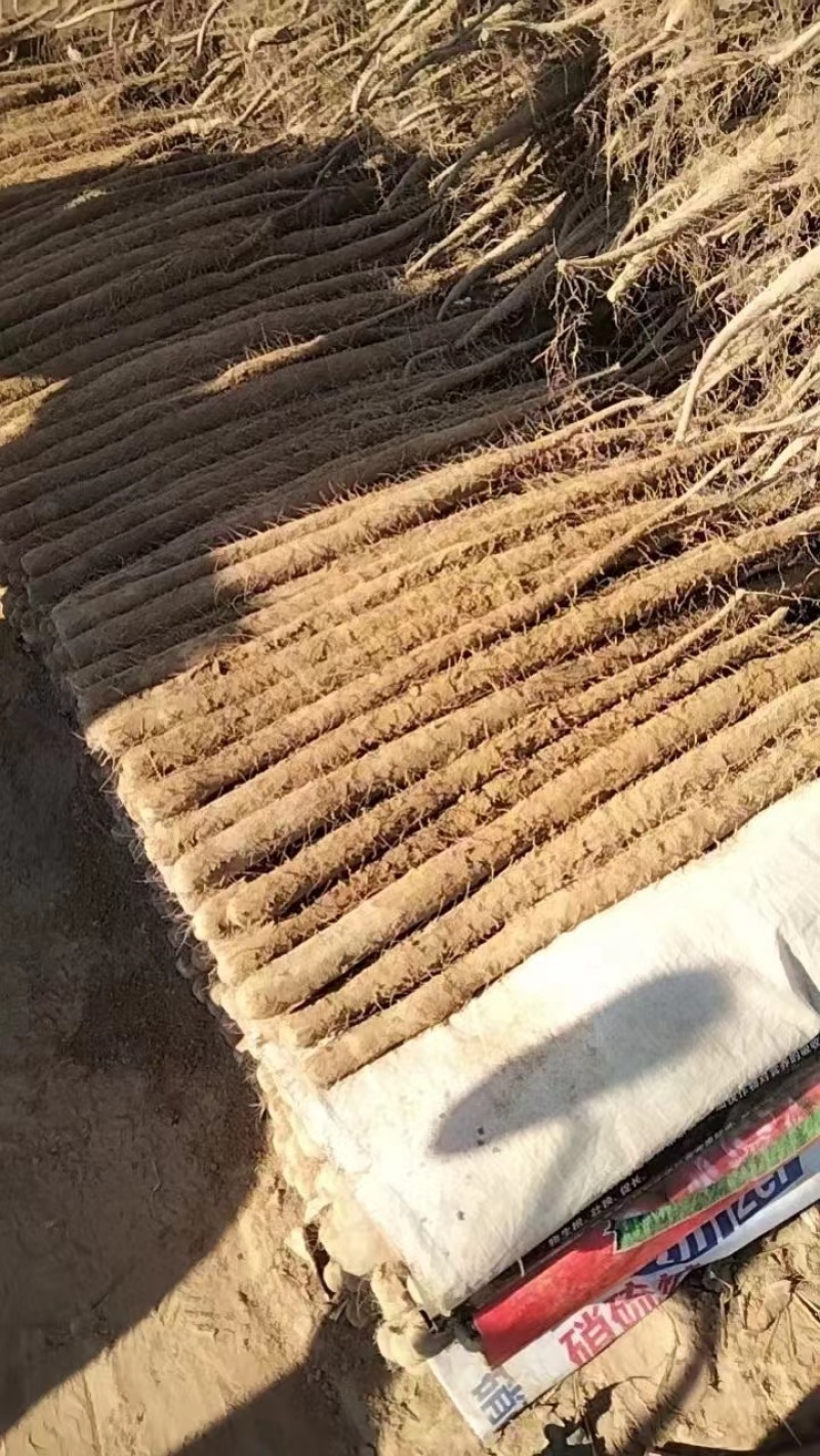 推荐山药河北双棒山药产地直供现挖供全国超市社区团购