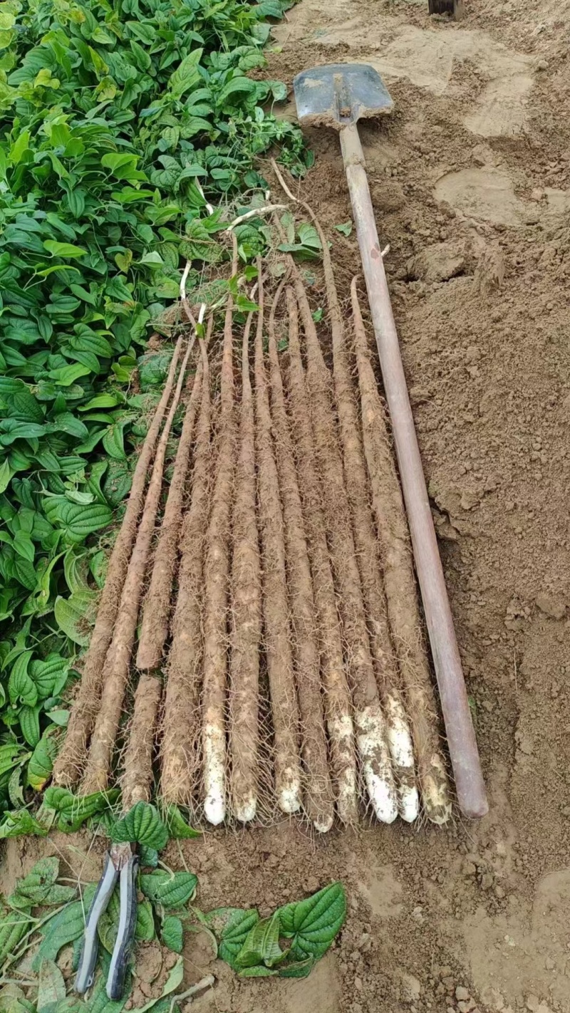 推荐山药河北双棒山药产地直供现挖供全国超市社区团购