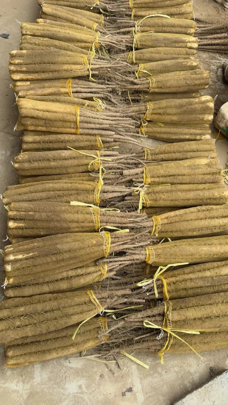 推荐山药河北双棒山药产地直供现挖供全国超市社区团购