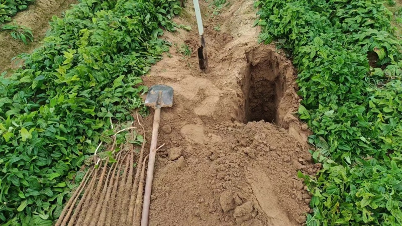 推荐山药河北双棒山药产地直供现挖供全国超市社区团购
