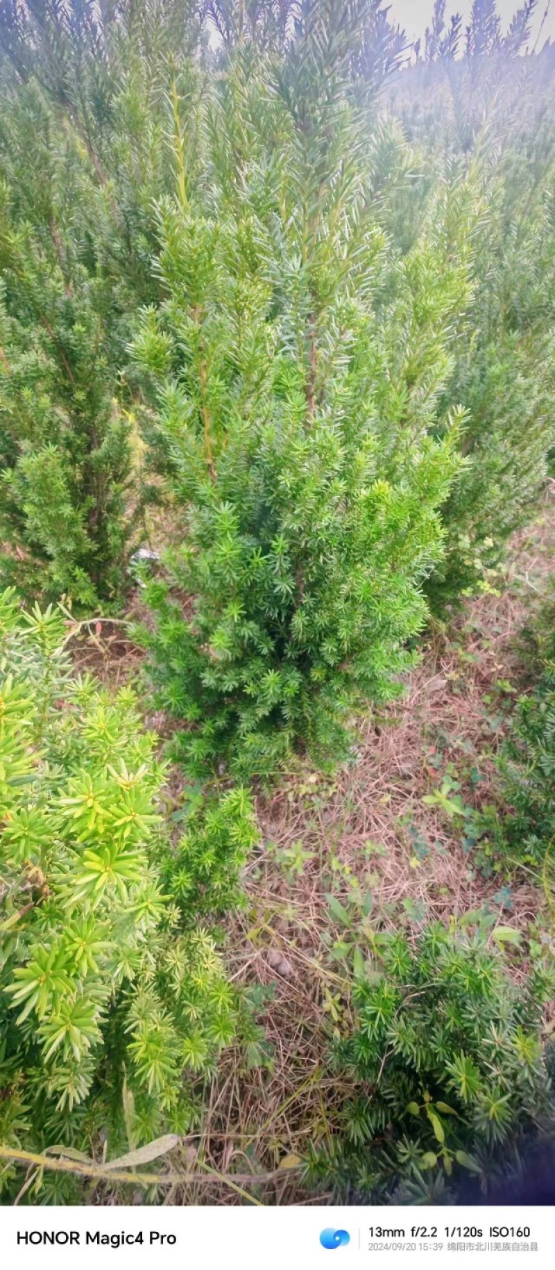 红豆杉人工苗子
