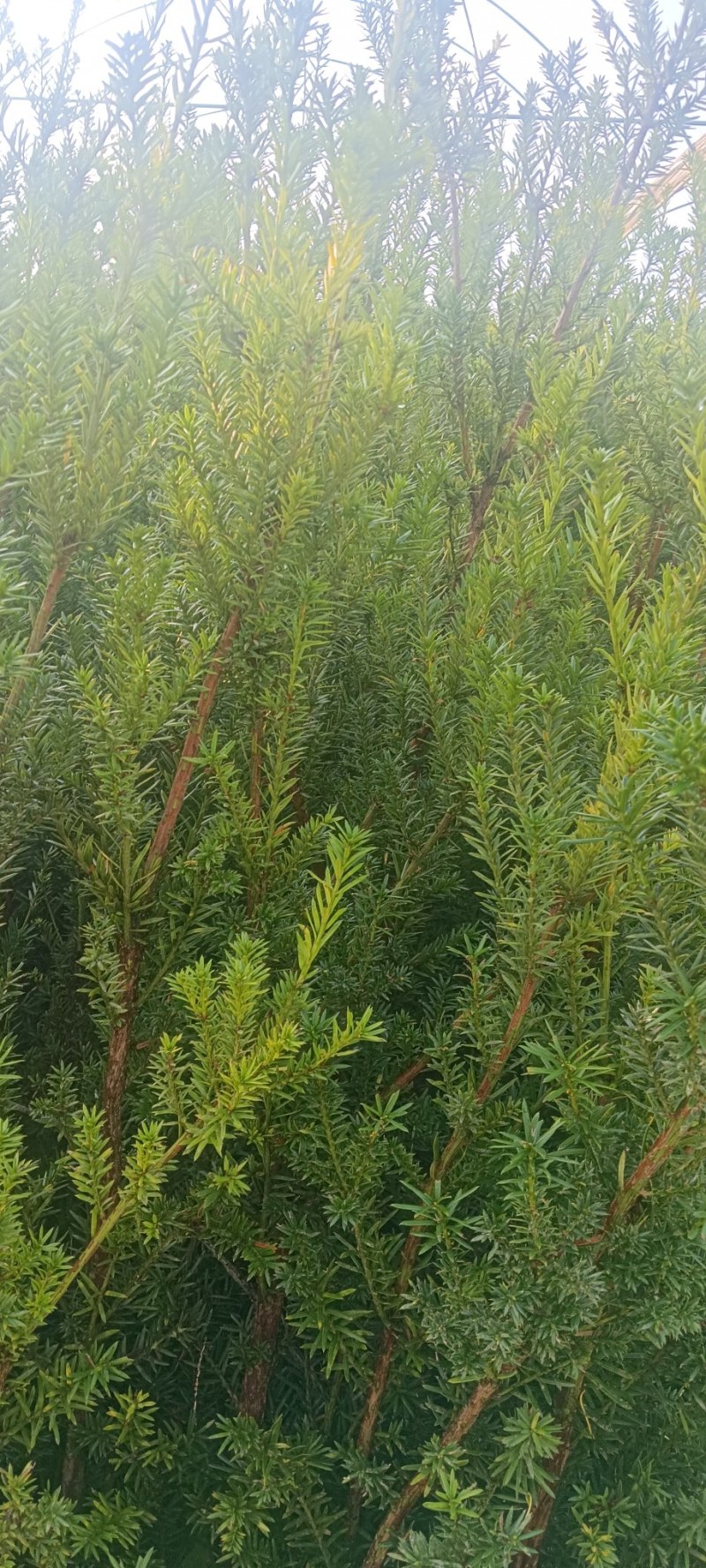 红豆杉人工苗子