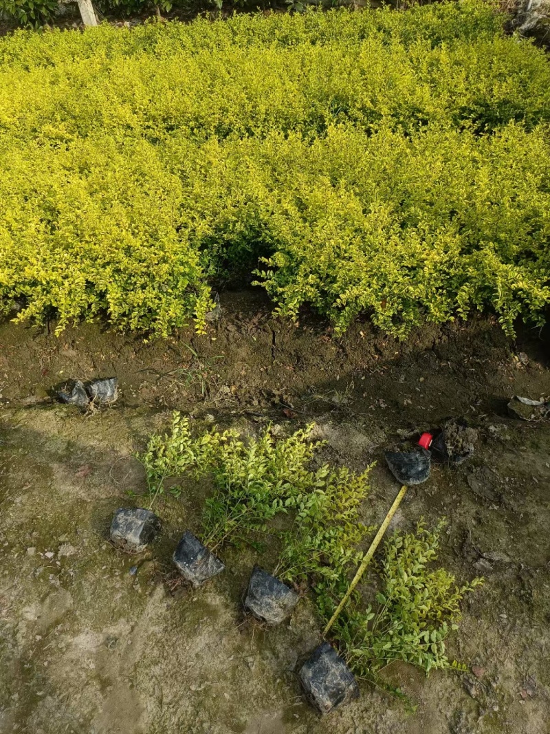 亮晶女贞大杯高度30cm以上，基地有量，欢迎来一亩田订购