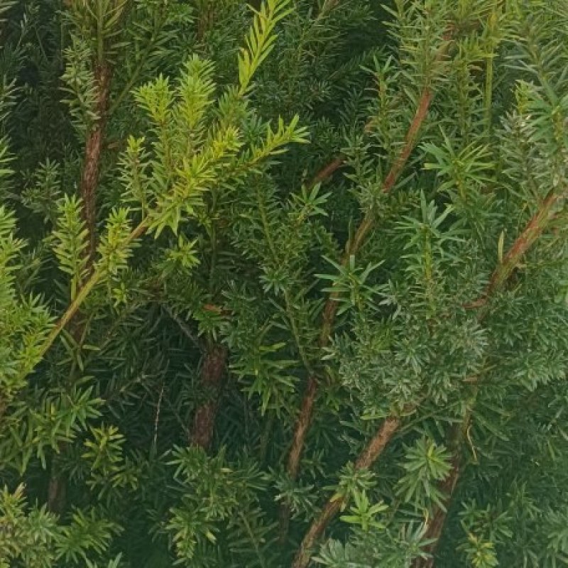 红豆杉人工苗子
