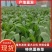 【畅销】山东特色面条菜特色野菜蔬菜量大从优