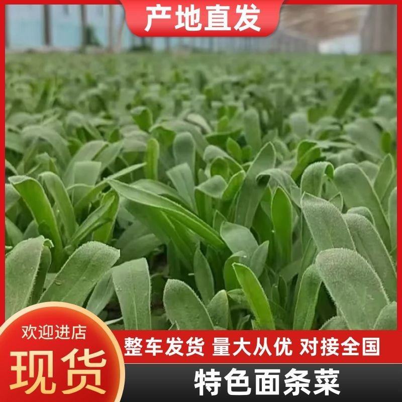 【畅销】山东特色面条菜特色野菜蔬菜量大从优