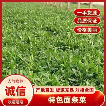 【热销】山东面条菜种植基地量大从优保质保量现挖现发