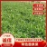 【热销】山东面条菜种植基地量大从优保质保量现挖现发