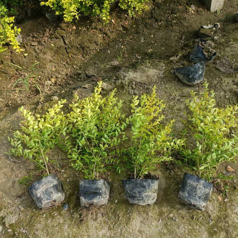 亮晶女贞大杯高度30cm以上，基地有量，欢迎来一亩田订购