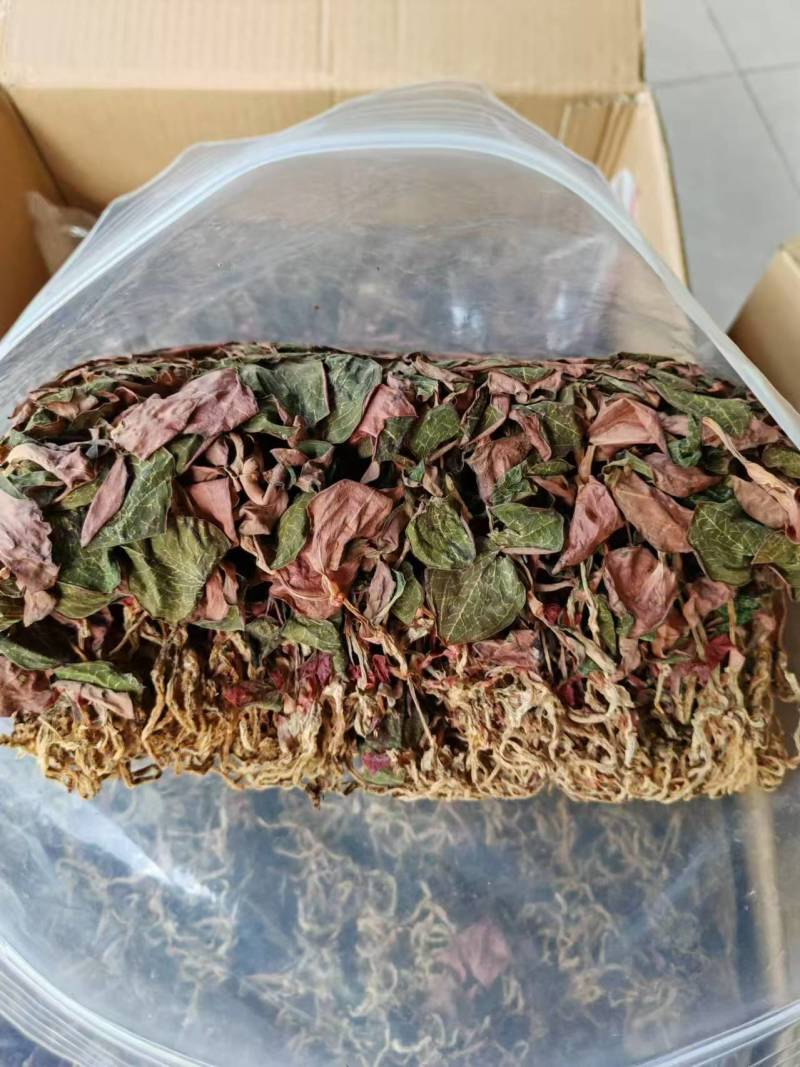 福建南靖正宗金线莲台湾红霞干品整株精品红霞煲汤煮水批发